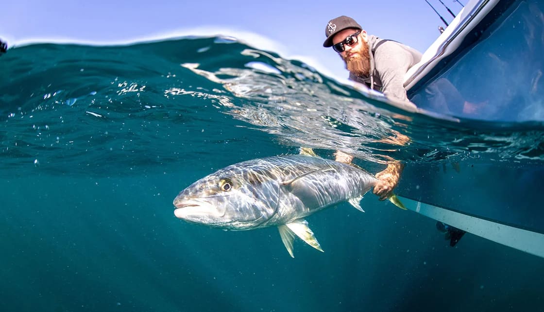 Catch and release: an angler returning a yellowtail kingfish to the water from a boat