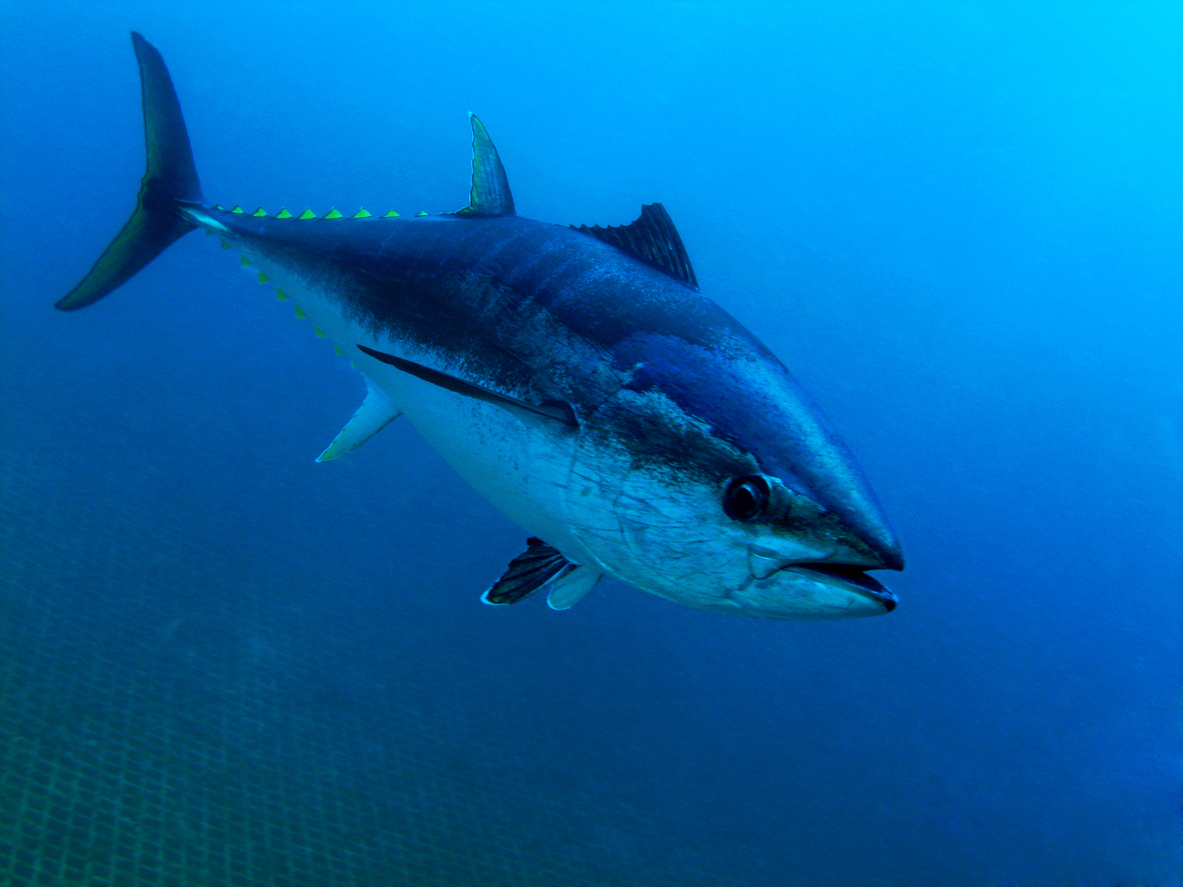 Angler holding a fish with On The Fish app open