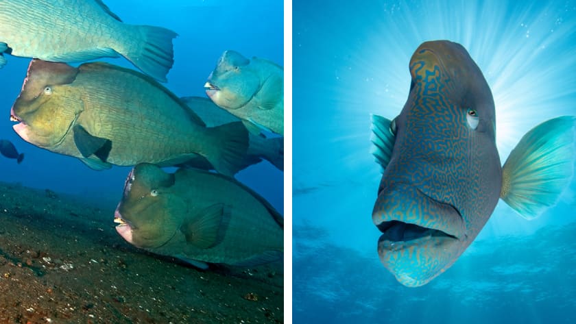 Fish species identification: bumphead parrotfish on the left and a humphead, or Napoleon, wrasse on the right