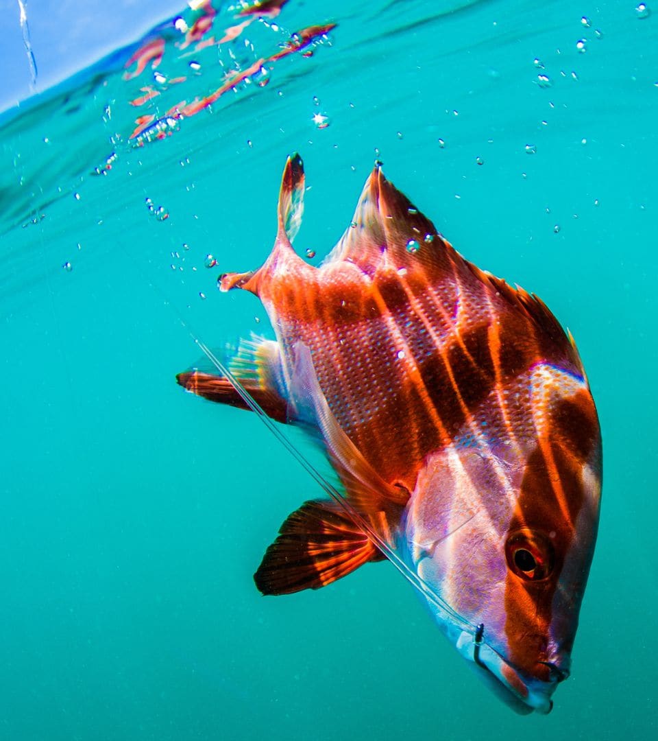 Red emperor, a Western Australian demersal scalefish in the same group as dhufish and pink snapper, on a line in clear water